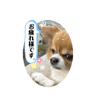 kocolita♡ロングコートチワワ⑥（個別スタンプ：5）