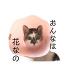 さんびきのねこ。（個別スタンプ：7）