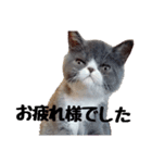 猫のロコちゃん（個別スタンプ：2）