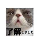 猫のロコちゃん（個別スタンプ：3）