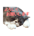 猫のロコちゃん（個別スタンプ：5）