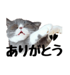 猫のロコちゃん（個別スタンプ：6）