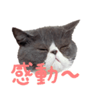 猫のロコちゃん（個別スタンプ：9）