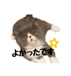 猫のロコちゃん（個別スタンプ：10）