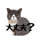 猫のロコちゃん（個別スタンプ：12）