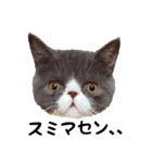 猫のロコちゃん（個別スタンプ：14）