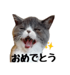 猫のロコちゃん（個別スタンプ：27）