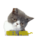猫のロコちゃん（個別スタンプ：28）