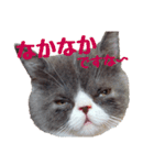 猫のロコちゃん（個別スタンプ：29）