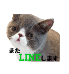 猫のロコちゃん（個別スタンプ：30）