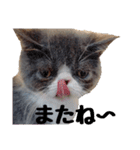 猫のロコちゃん（個別スタンプ：31）