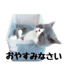 猫のロコちゃん（個別スタンプ：32）