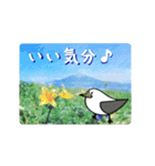 礼文島の旅かもめ vol.1（個別スタンプ：17）