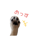 ウチのミール君②（個別スタンプ：1）