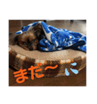 マレンとシェロ（個別スタンプ：24）