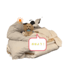 i am chao（個別スタンプ：3）