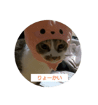 どんぐりゃーらいふ7（個別スタンプ：1）