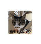 どんぐりゃーらいふ7（個別スタンプ：4）