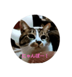 どんぐりゃーらいふ7（個別スタンプ：6）