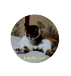 どんぐりゃーらいふ7（個別スタンプ：8）