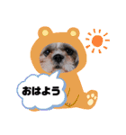 まろ君の犬スタンプ（個別スタンプ：1）