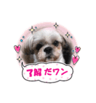 まろ君の犬スタンプ（個別スタンプ：15）