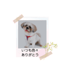 まろ君の犬スタンプ（個別スタンプ：17）