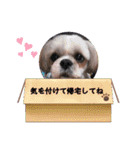 まろ君の犬スタンプ（個別スタンプ：18）