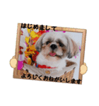 まろ君の犬スタンプ（個別スタンプ：23）