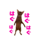 アビシニアンみかん（個別スタンプ：19）