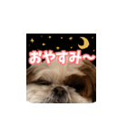 シーズー犬 らいくん 4（個別スタンプ：1）