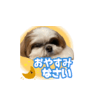 シーズー犬 らいくん 4（個別スタンプ：2）