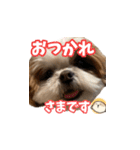 シーズー犬 らいくん 4（個別スタンプ：6）