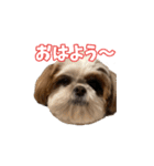 シーズー犬 らいくん 4（個別スタンプ：11）