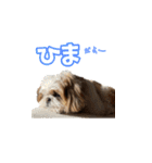 シーズー犬 らいくん 4（個別スタンプ：12）