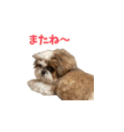 シーズー犬 らいくん 4（個別スタンプ：22）