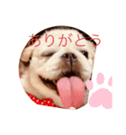 ペキニーズ 1（個別スタンプ：3）