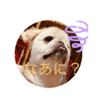 ペキニーズ 1（個別スタンプ：5）