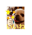 ペキニーズ 1（個別スタンプ：7）