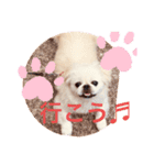 ペキニーズ 1（個別スタンプ：9）