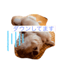 ペキニーズ 1（個別スタンプ：12）