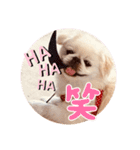 ペキニーズ 1（個別スタンプ：13）