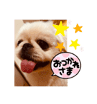 ペキニーズ 1（個別スタンプ：14）