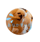 ペキニーズ 1（個別スタンプ：15）