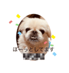 ペキニーズ 1（個別スタンプ：16）