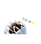 毎日ボストンテリア 2（個別スタンプ：2）