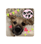 ちょび助です！（個別スタンプ：15）