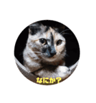 たわなつ（個別スタンプ：8）