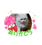 マフィンとお話（個別スタンプ：5）