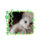 マフィンとお話（個別スタンプ：8）